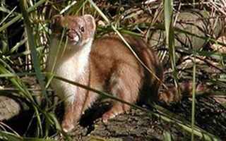 Illustration for article titled Monday Mustelid - Mustela africana Edition
